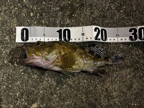 カサゴの釣果