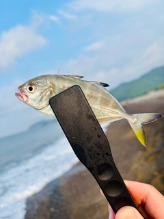 ギンガメアジの釣果