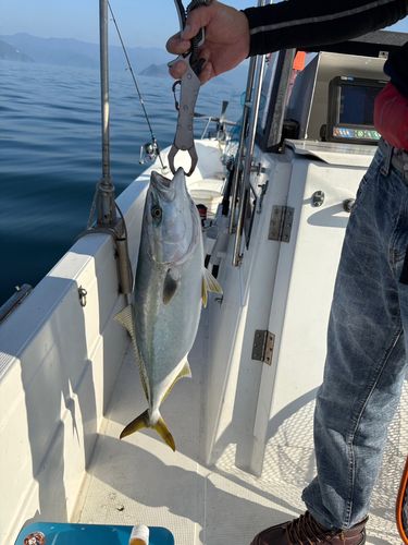 ブリの釣果