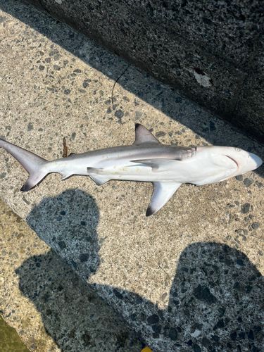 サメの釣果