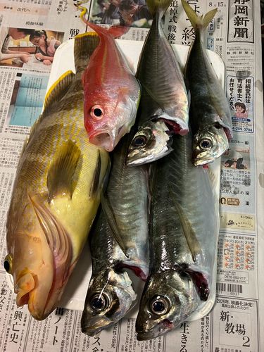 アジの釣果