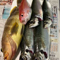 アジ