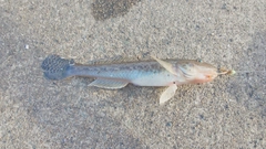 マハゼの釣果