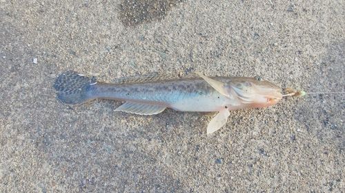 マハゼの釣果