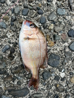 チャリコの釣果