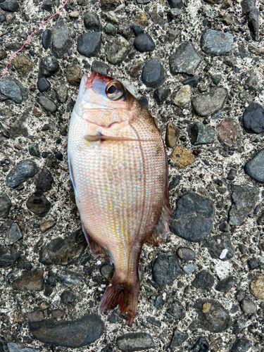 チャリコの釣果