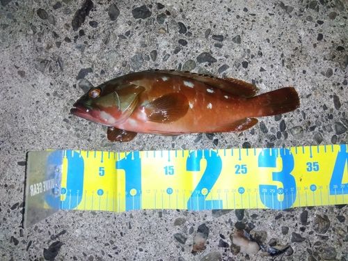アカハタの釣果