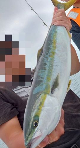 ワラサの釣果