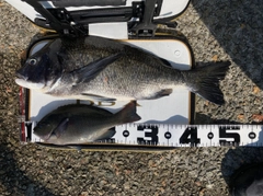 チヌの釣果