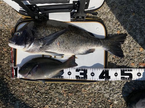 チヌの釣果