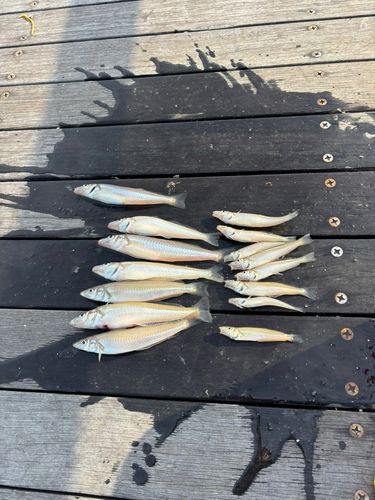 シロギスの釣果