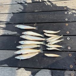 シロギス
