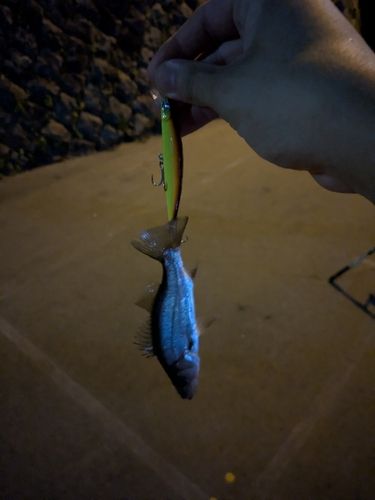 マルスズキの釣果