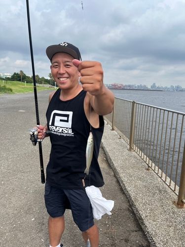 シロギスの釣果