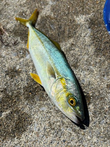 フクラギの釣果
