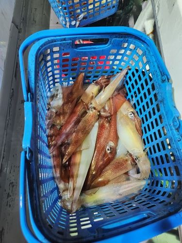 ケンサキイカの釣果