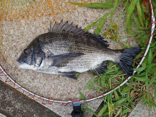 チヌの釣果