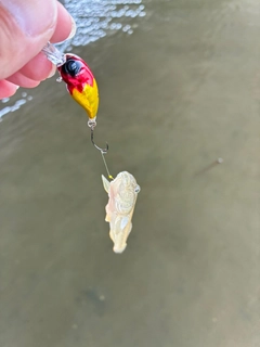 ハゼの釣果