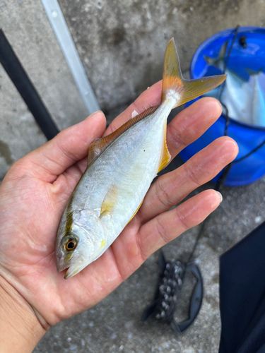 ショゴの釣果