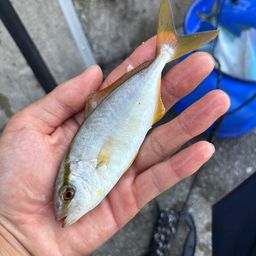 ショゴ