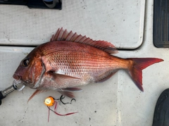 タイの釣果