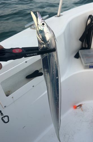 タチウオの釣果