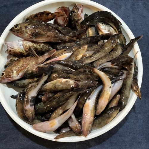 ウロハゼの釣果