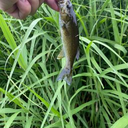 スモールマウスバス