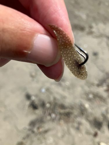 シタビラメの釣果