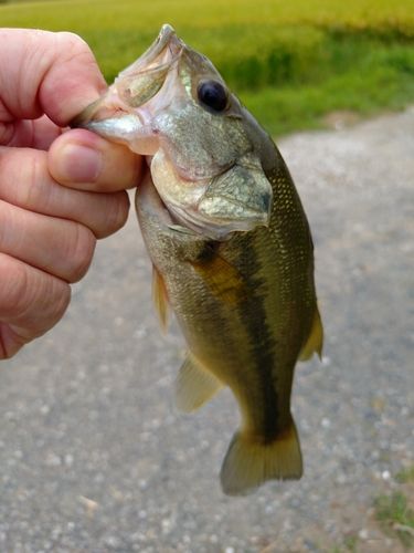 ラージマウスバスの釣果