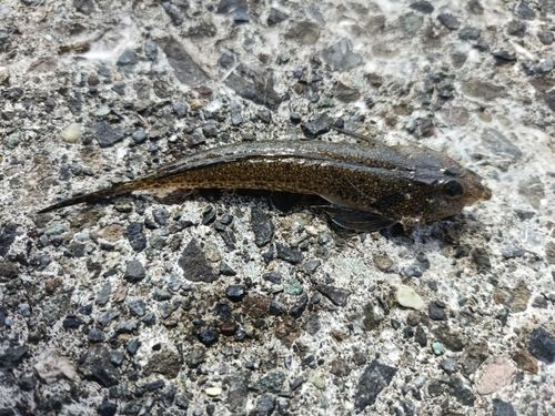 メゴチの釣果