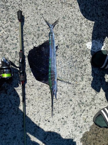 バショウカジキの釣果