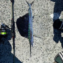 バショウカジキ