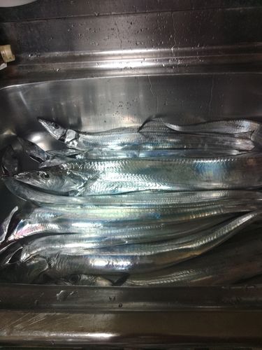 タチウオの釣果