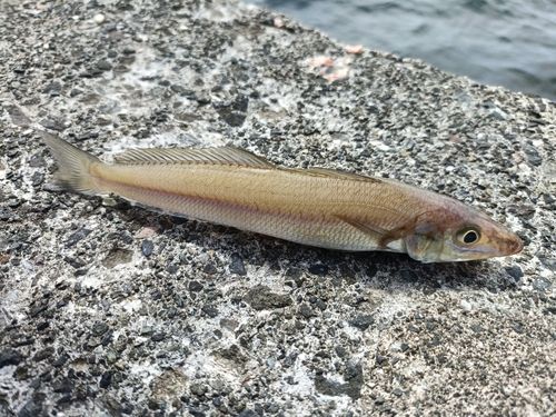 キスの釣果