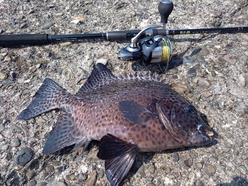 イシガキダイの釣果