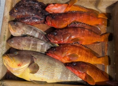 アオハタの釣果