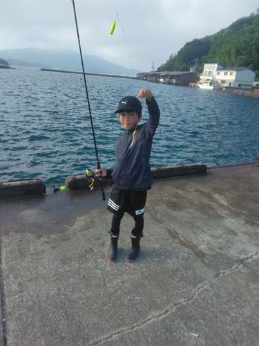 シロギスの釣果