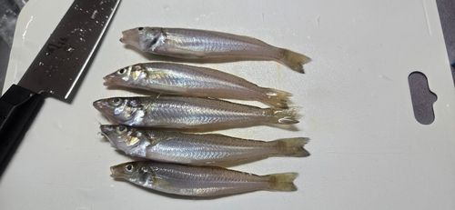 シロギスの釣果