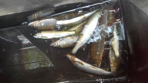 アユの釣果