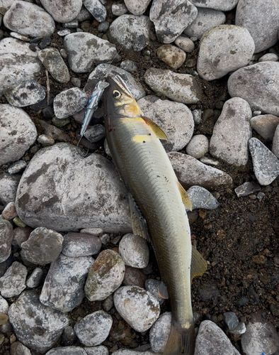 アユの釣果