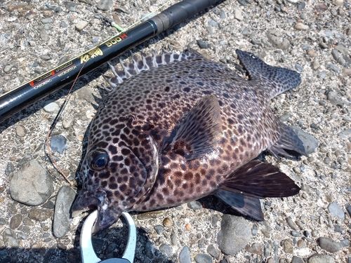 イシガキダイの釣果