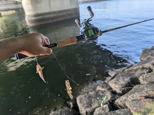 マハゼの釣果