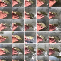 スモールマウスバス