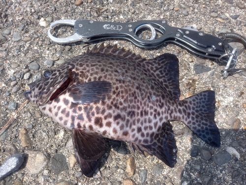 イシガキダイの釣果