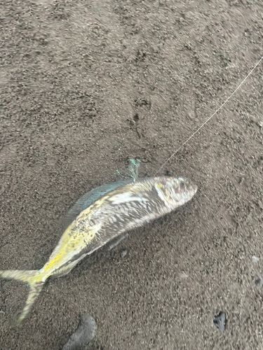 シイラの釣果