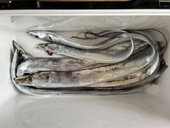 タチウオの釣果