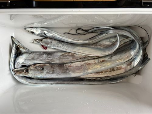 タチウオの釣果