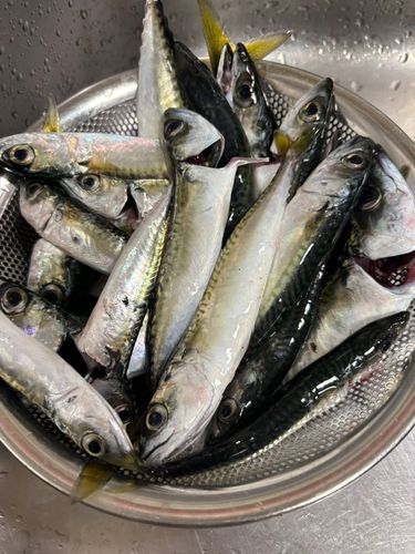 サバの釣果