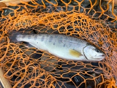 ヤマメの釣果